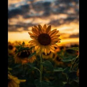 Meet your Posher, Joann